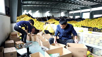 全媒体助农浙江行 胡柚搭上互联网快车，香飘全国