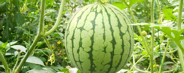 江城丰饶——武汉初级农产品掠影