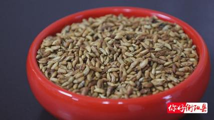 荒山种下“摇钱树”，万亩金槐结“金米”——初级农产品赋能乡村振兴新路径